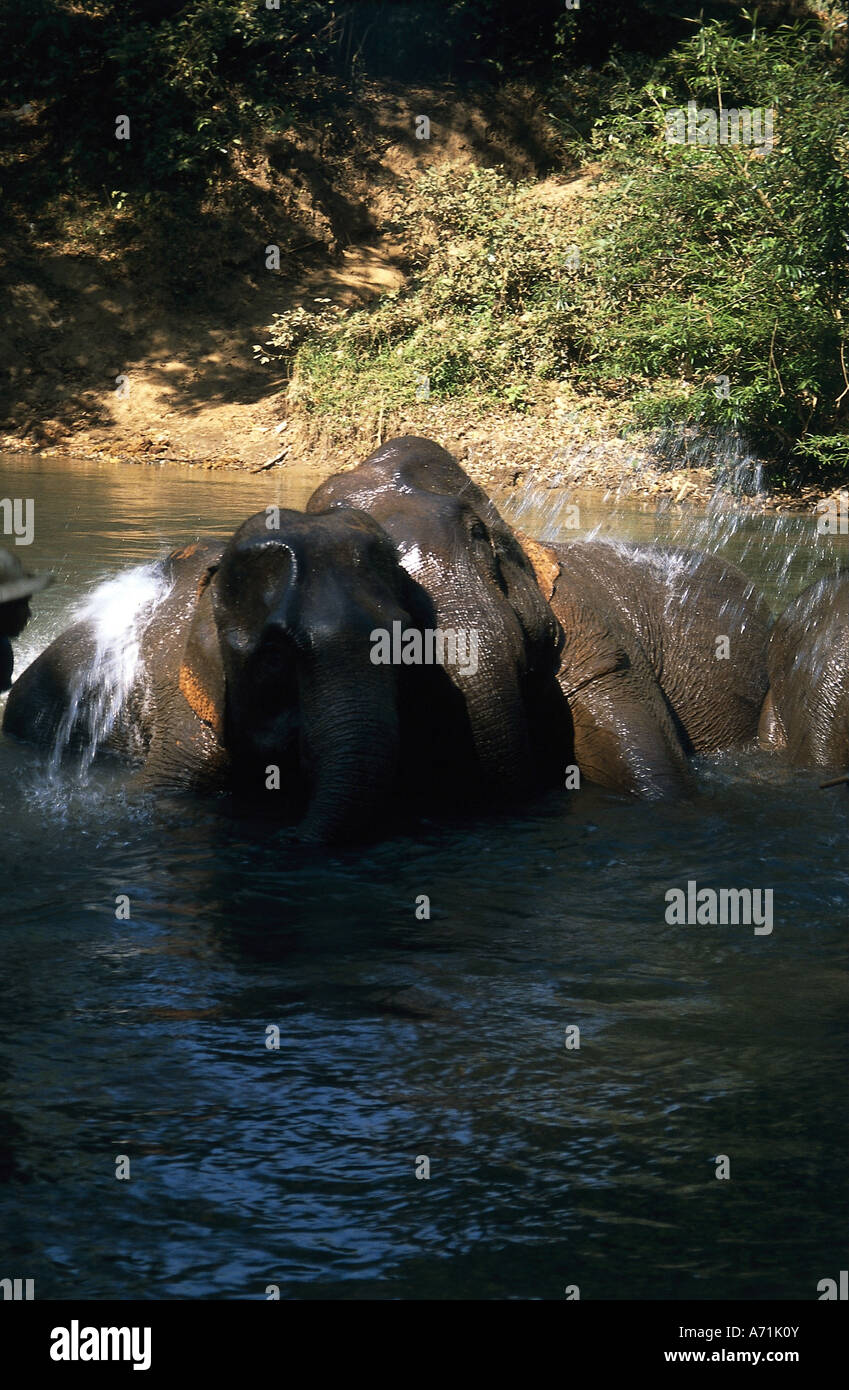 Zoologia / animali, mammifero / di mammifero, Elefanti Elefante asiatico, (Elephas maximus), balneazione, Thailandia Chiang Mai gli elefanti, Tr Foto Stock