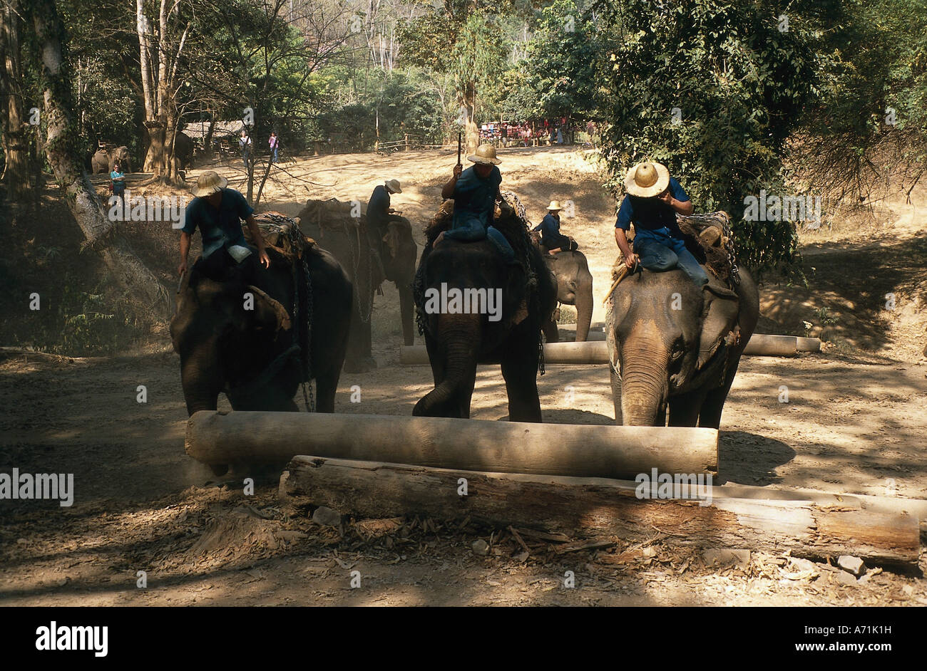 Zoologia / animali, mammifero / di mammifero, Elefanti Elefante asiatico, (Elephas maximus), lavorando in elefante in formazione, struttura portante Foto Stock