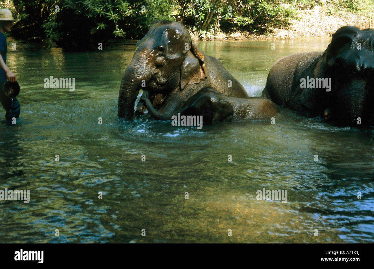 Zoologia / animali, mammifero / di mammifero, Elefanti Elefante asiatico, (Elephas maximus), elefante la balneazione nel fiume Chiang Mai Eleph Foto Stock