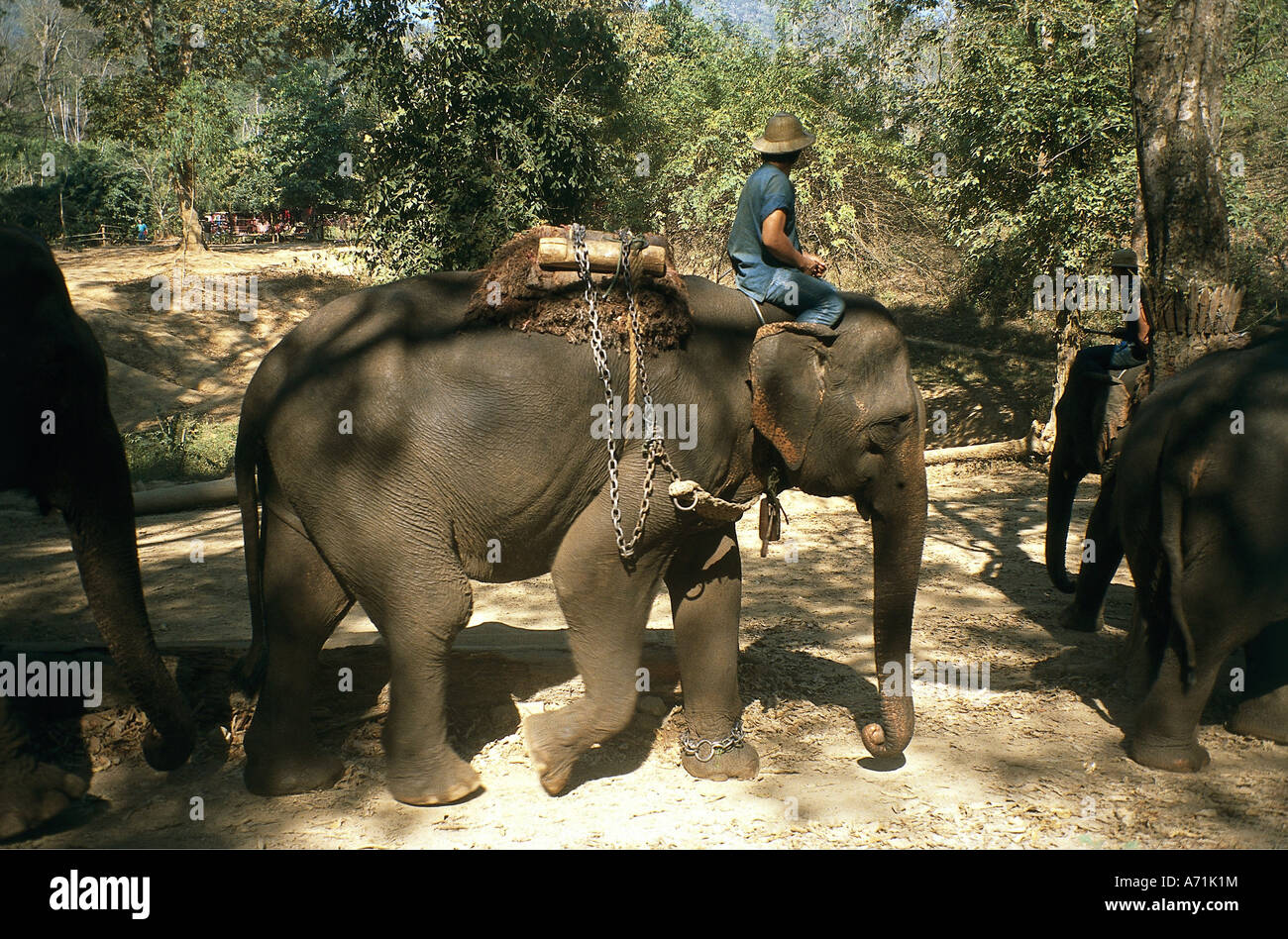 Zoologia / animali, mammifero / di mammifero, Elefanti Elefante asiatico, (Elephas maximus), elefante di lavoro nel centro di formazione, Chiang Foto Stock