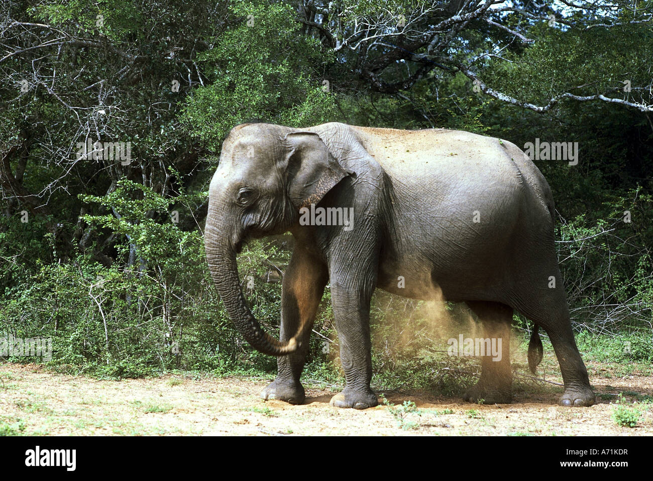 Zoologia / animali, mammifero / di mammifero, Elefanti Elefante asiatico, (Elephas maximus), soffiando sabbia, Sri Lanka, struttura portante trun Foto Stock