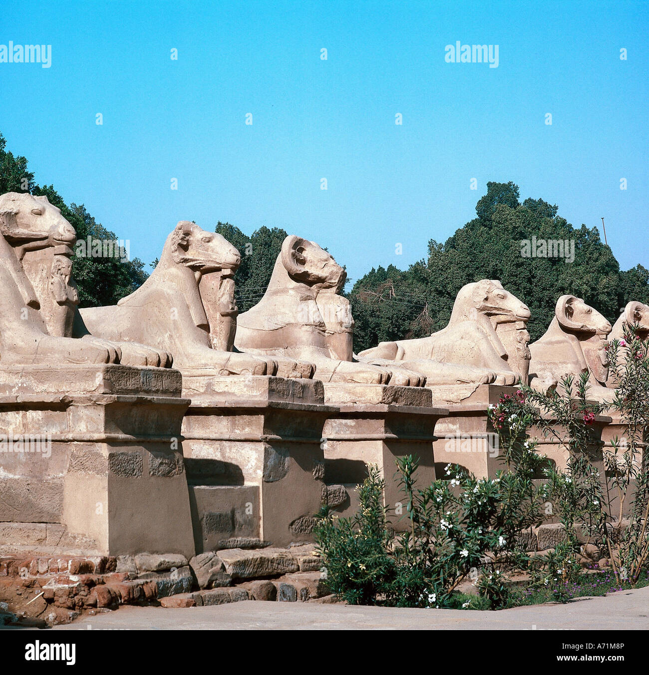 Geografia / viaggio, Egitto, Karnak, tempio di Amun-Ra, vicolo, costruito da re Nectanebos I.. (Governata circa 380 -362 a.C.), dinastia 30th), vista, dettaglio parte del complesso del tempio il Dio ricco Amon-Ra, architettura, religione, antichità, storico, antico, viale ariete, viale, ariete, sfinge animale sacro, sphinds, belle arti, patrimonio culturale mondiale UNESCO / Siti, mondo antico, Foto Stock