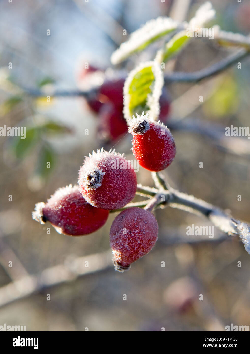Inquadratura naturale di Rosa canina coperto di brina in inverno Foto Stock