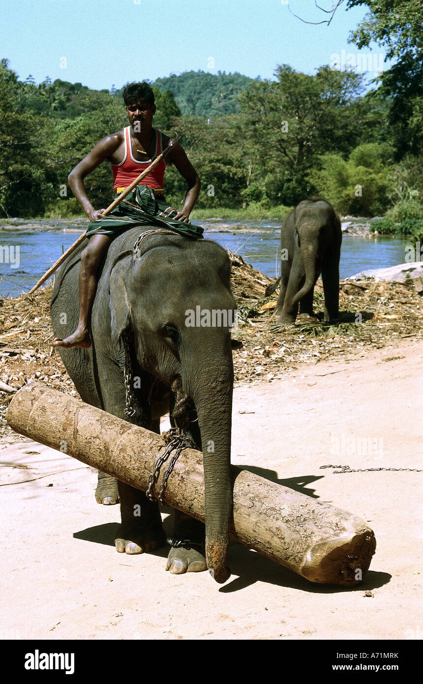Zoologia / animali, mammifero / di mammifero, Elefanti Elefante asiatico, (Elephas maximus), lavorando elefante, Sri Lanka, struttura portante Foto Stock