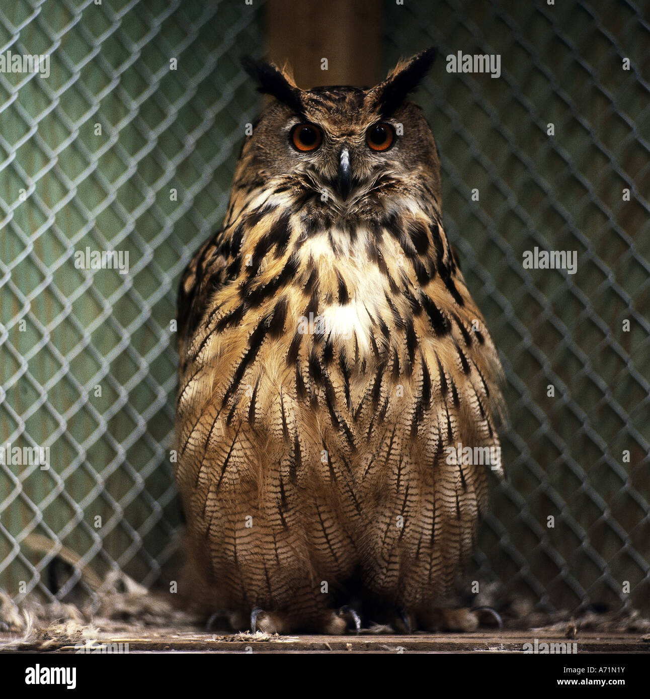 Zoologia / animali, uccelli / bird, Eurasian Eagle-Owl, (Bubo bubo), in piedi nella gabbia, Scatto frontale, distribuzione: Europa, Nord Foto Stock