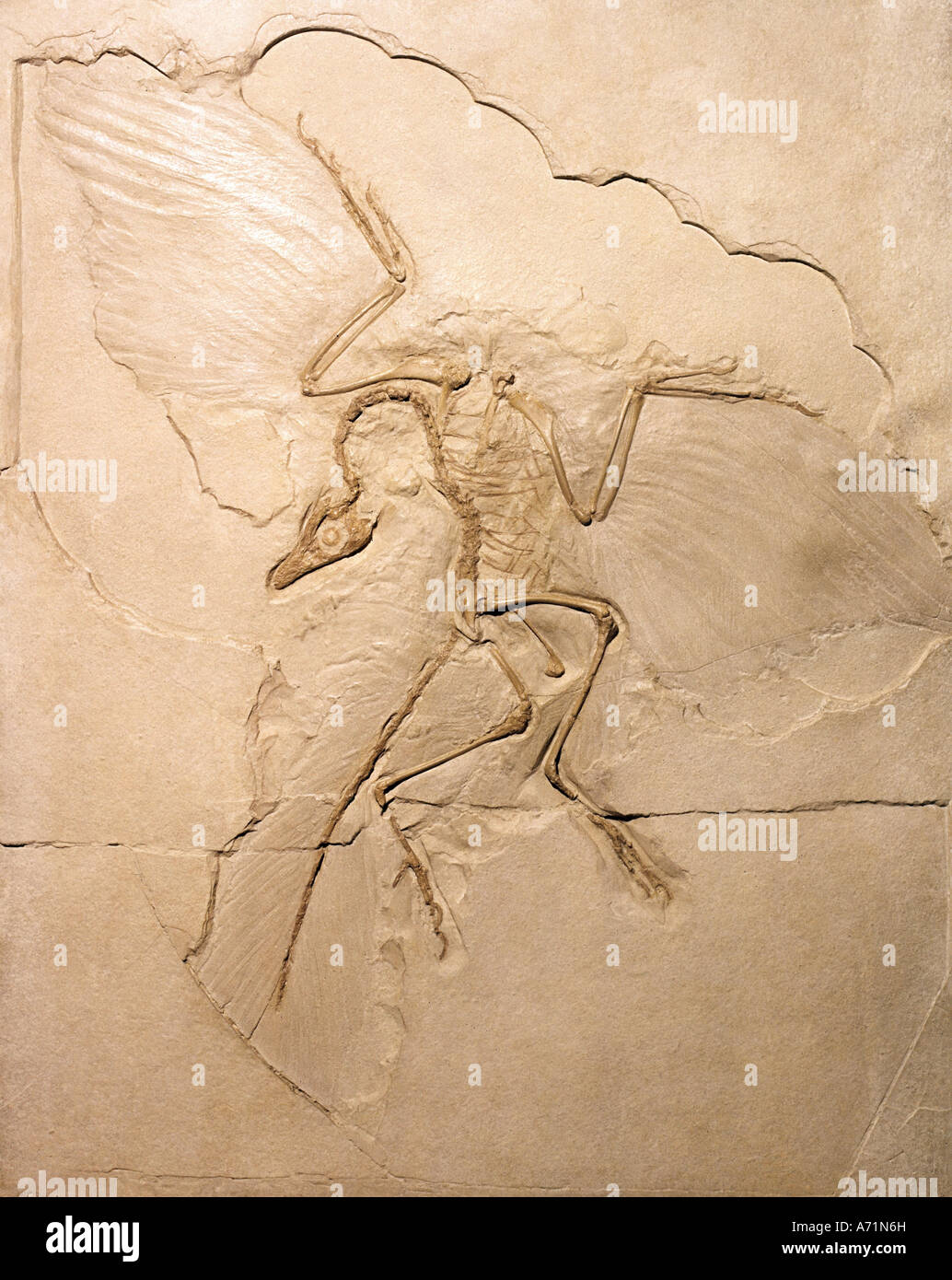 EON, fossili, fossili, Archaeopteryx litographica, Berlino Esemplare scoperto 1874/1876 vicino Eichstaett, Museo fuer Naturkunde, Berlino, Foto Stock