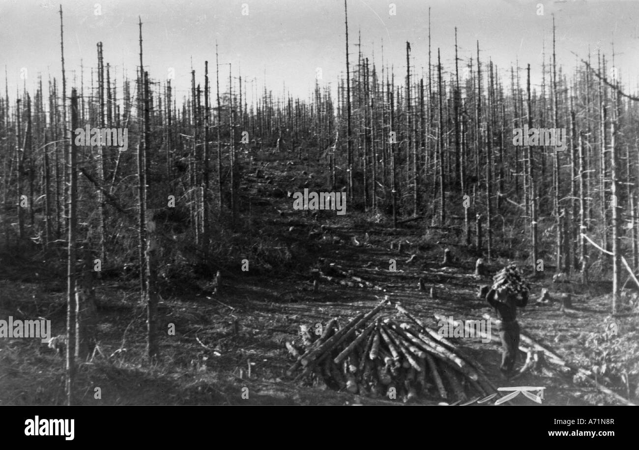 Eventi, dopoguerra, economia, silvicoltura, Huertgenwald, le parti senza mine della foresta sono pulite, 1946, Foto Stock