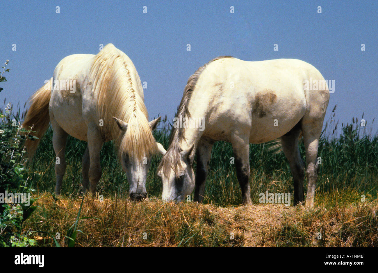 Cavalli bianchi della Camargue che pascolano. Antica razza di cavalli semi-selvaggi nel Delta del Rodano 0f Provenza Francia. Cavalli della Grand Camargue. Equus Foto Stock
