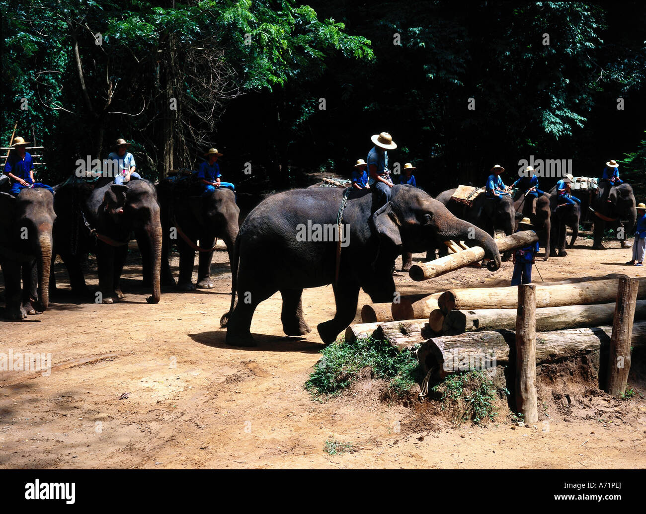 Zoologia / animali, mammifero / di mammifero, Elefanti Elefante asiatico, (Elephas maximus), lavorando in elefante in Mae Ping in formazione, c Foto Stock