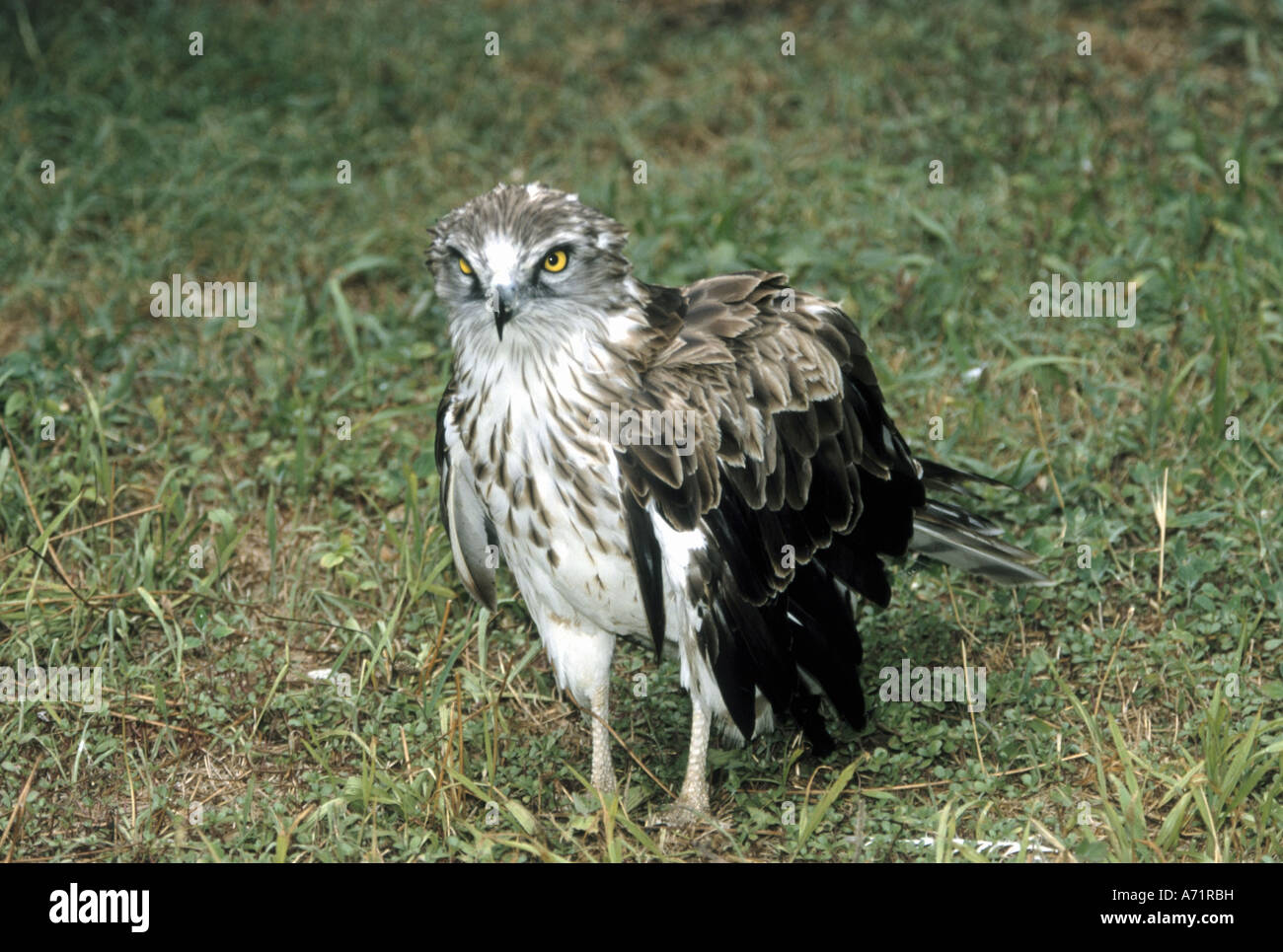 Zoologia / animali, uccelli / uccelli, aquile, corto-toed eagle, (circaetus gallicus), stando in piedi in erba, Crau, distribuzione: Souther Foto Stock