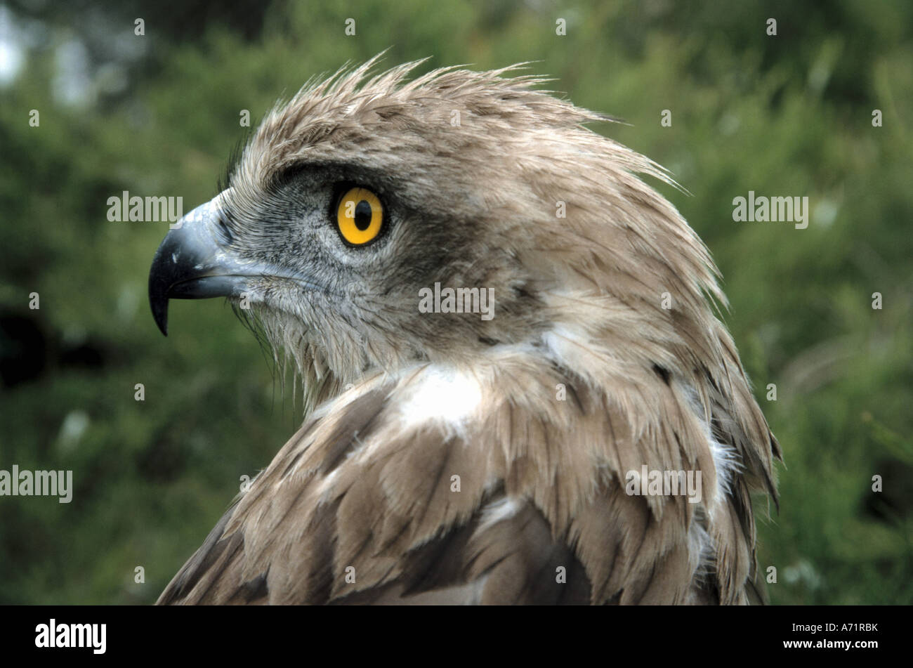 Zoologia / animali, uccelli / uccelli, aquile, corto-toed eagle, (circaetus gallicus), dettaglio: testa, Crau, distribuzione: Sud Eur Foto Stock
