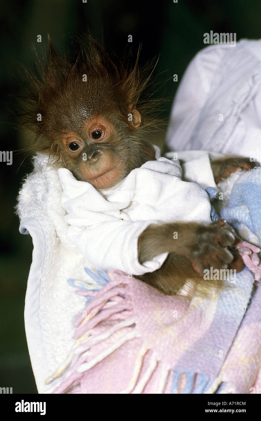 " Zoologia / animali, mammifero / di mammifero, scimmie, Bornean orangutan, (Pongo pygmaeus), baby, zoo 'Tierpark Hellabrunn', Monaco di Baviera, Foto Stock