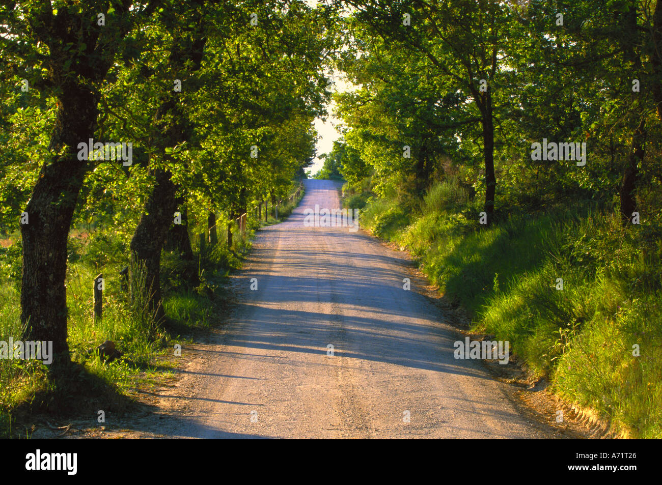 L'Europa, Italia, Toscana, strada alberata Foto Stock