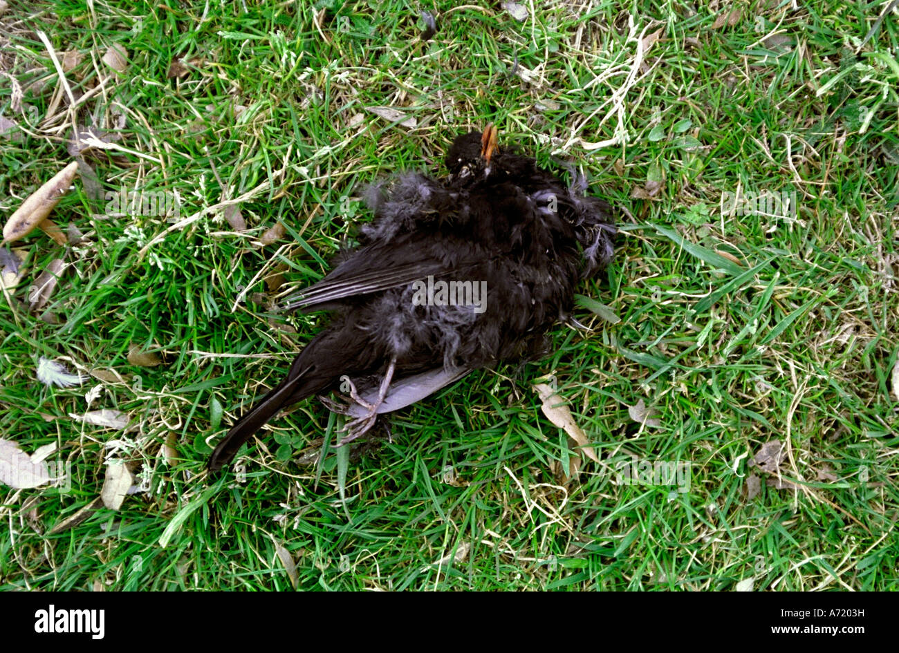 Un uccello morto su un campo da golf Foto Stock