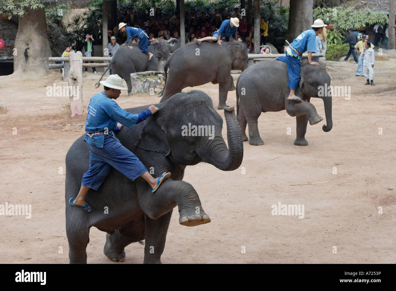 Mahouts sui propri elefanti. Maesa Elephant Camp, Chiang Mai, Thailandia. Foto Stock