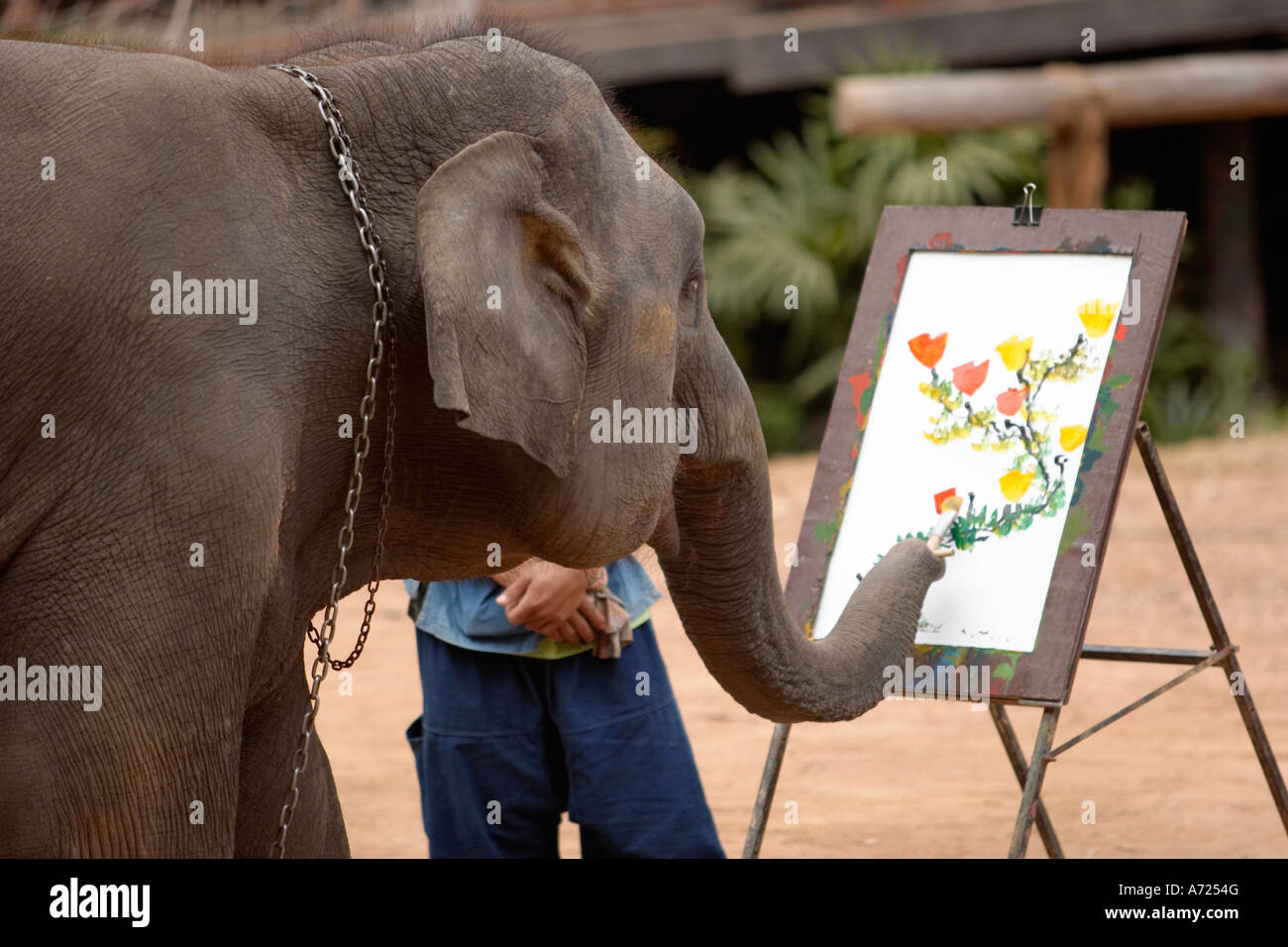 L'artista asiatico degli elefanti dipinge fiori nel campo degli elefanti di Maesa. Chiang mai, Thailandia. Foto Stock