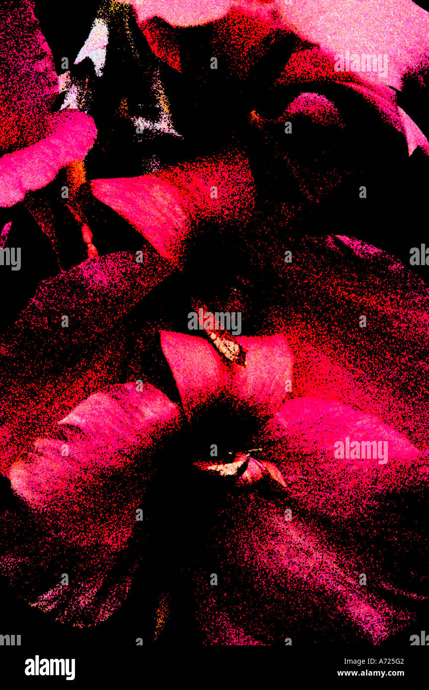 Immagine digitalizzata di fiori di colore rosso Foto Stock