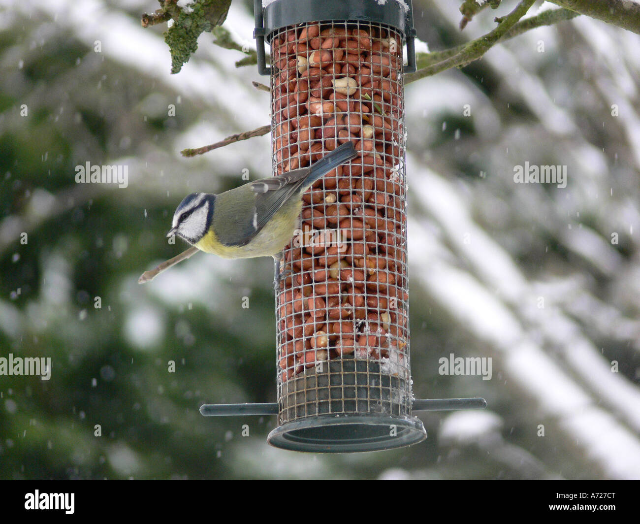 Blu tit Parus caeruleus alimentazione nella neve Foto Stock