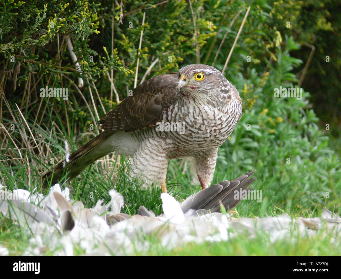 Femmina sparviero Accipiter nisus avanzamento sul collare preda di colomba Foto Stock