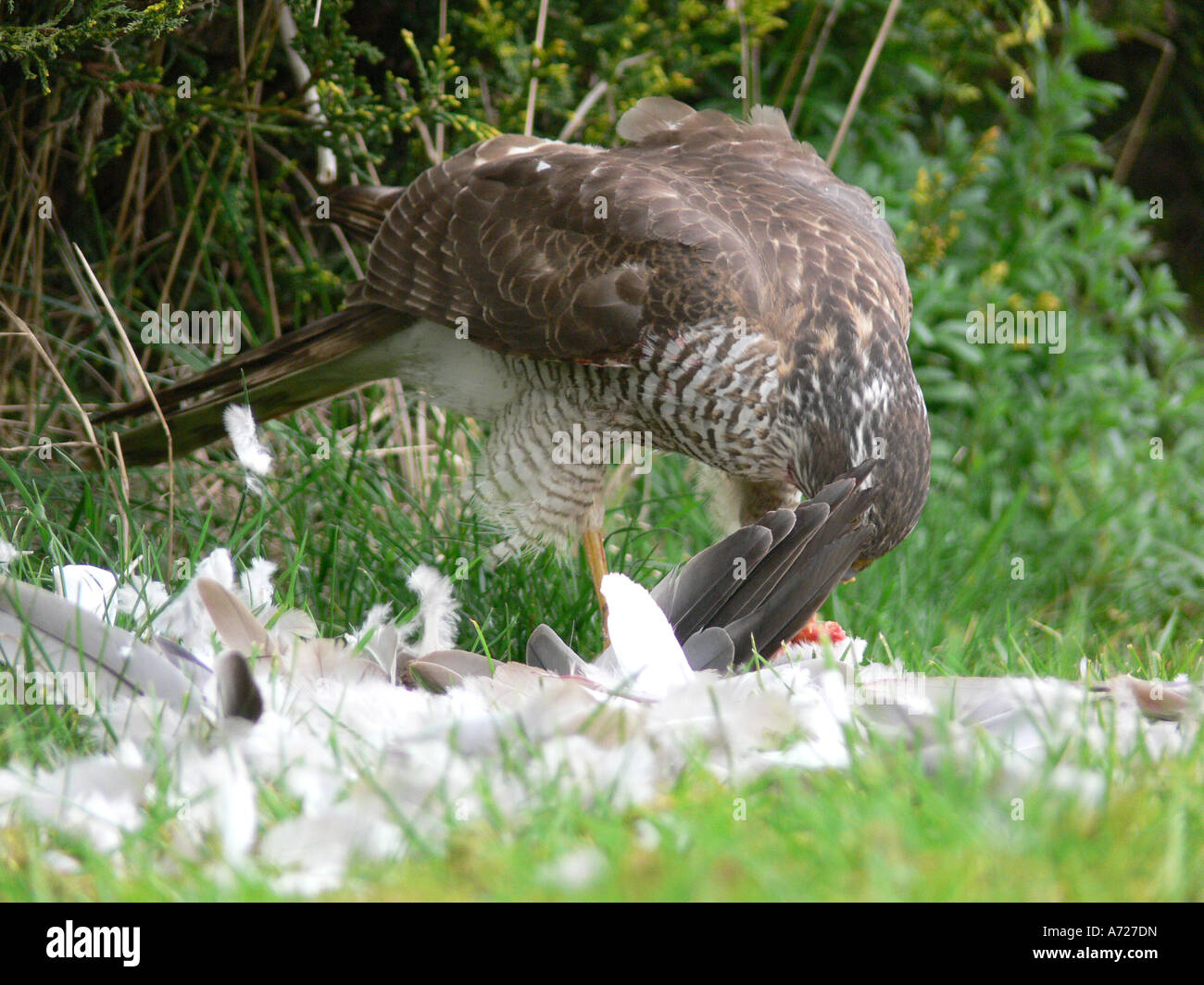 Femmina sparviero Accipiter nisus avanzamento sul collare preda di colomba Foto Stock