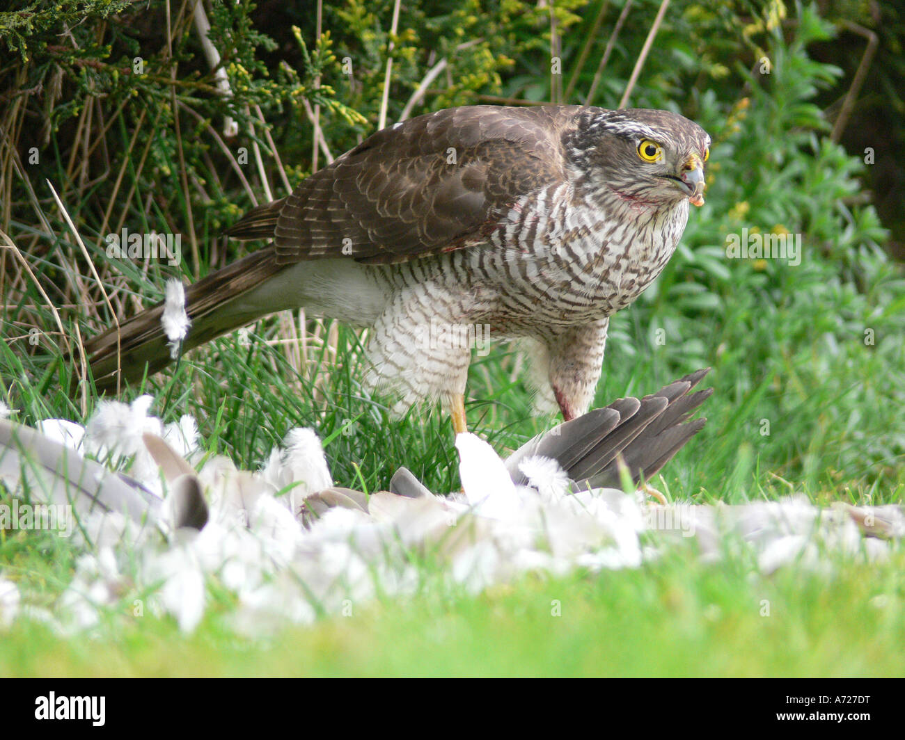 Femmina sparviero Accipiter nisus avanzamento sul collare preda di colomba Foto Stock