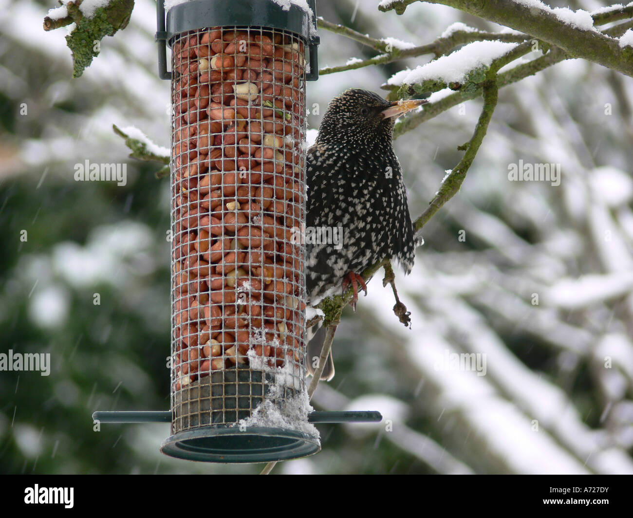 Starling Sturnus vulgaris alimentazione nella neve Foto Stock
