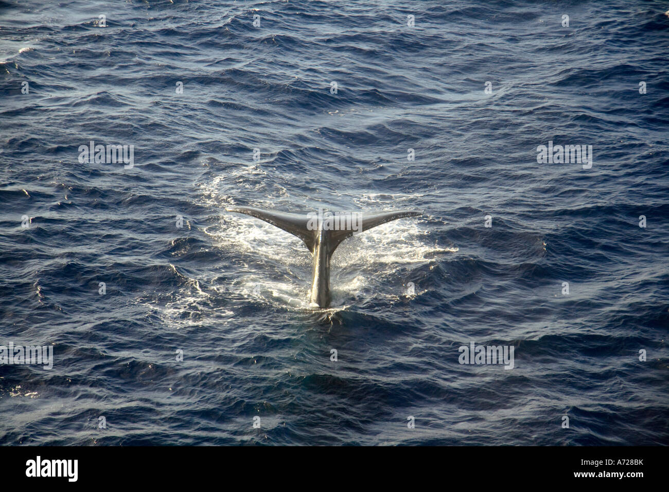 Coda di Humpback Whale Oahu Hawaii Foto Stock