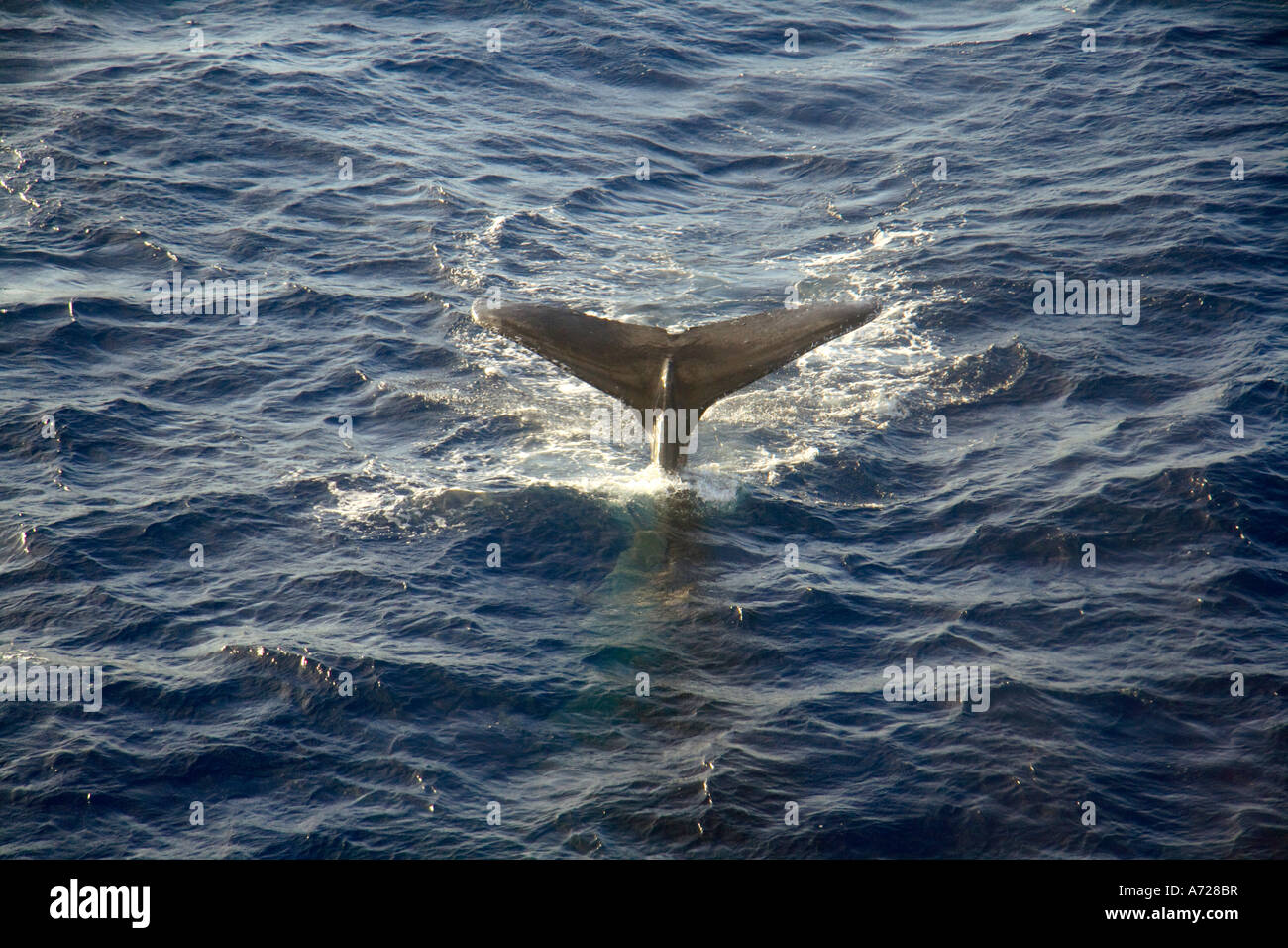 Coda di Humpback Whale Oahu Hawaii Foto Stock