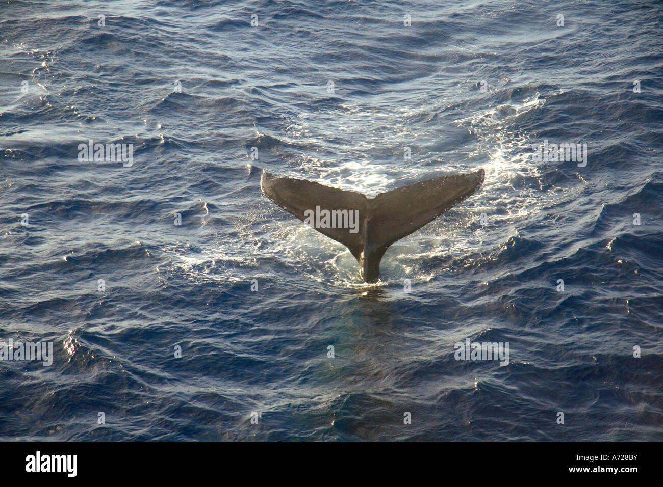 Vista aerea di Humpback Whale tail Oahu Hawaii Foto Stock