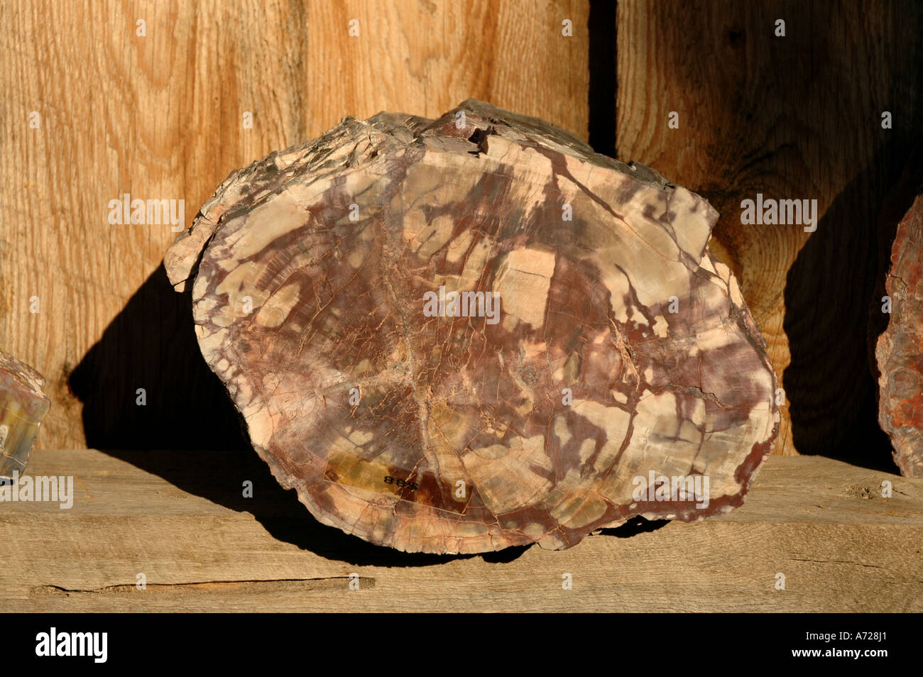 Utah pietrificato di legno fossile Foto Stock