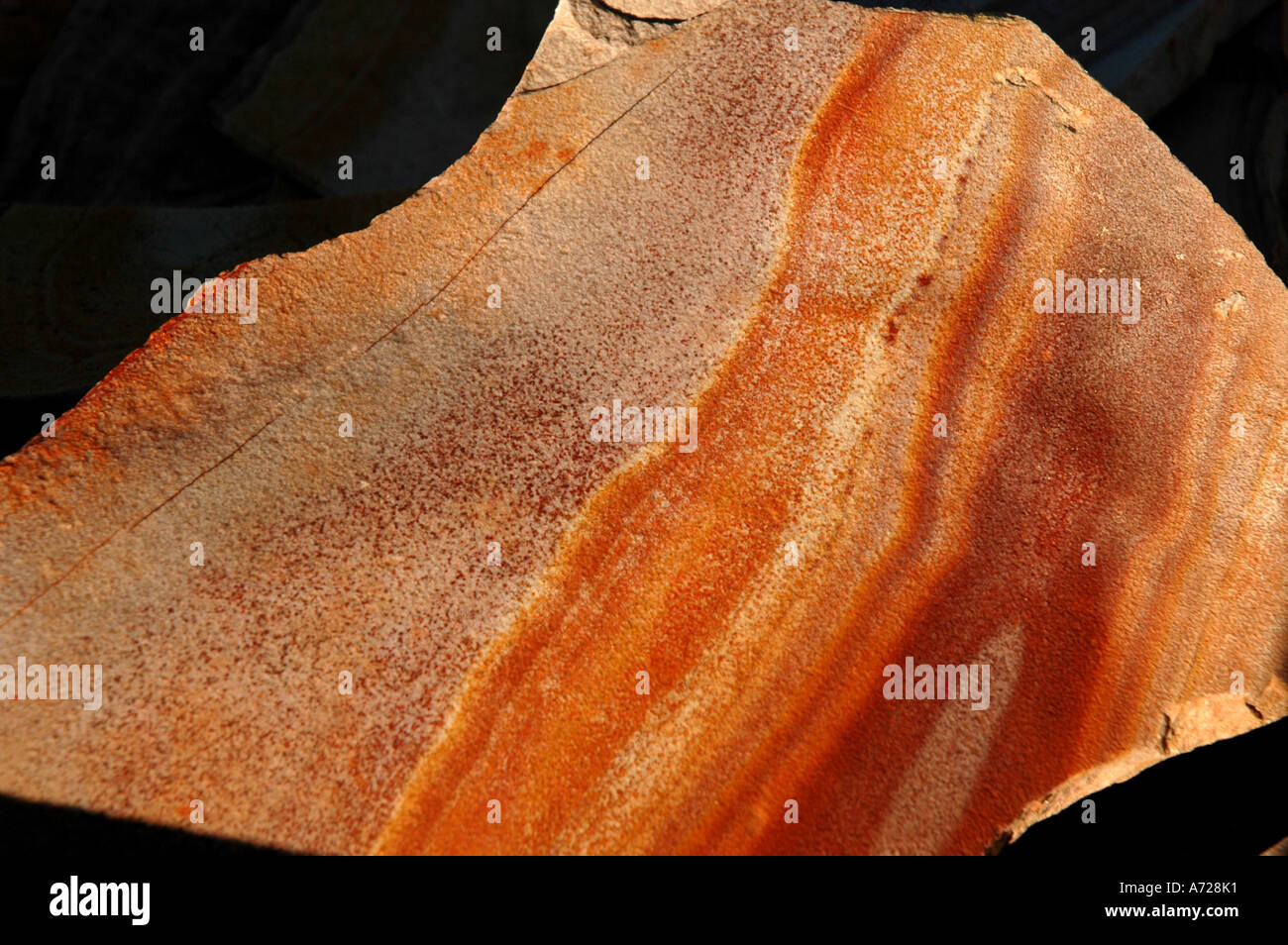 Utah pietrificato di legno fossile Foto Stock