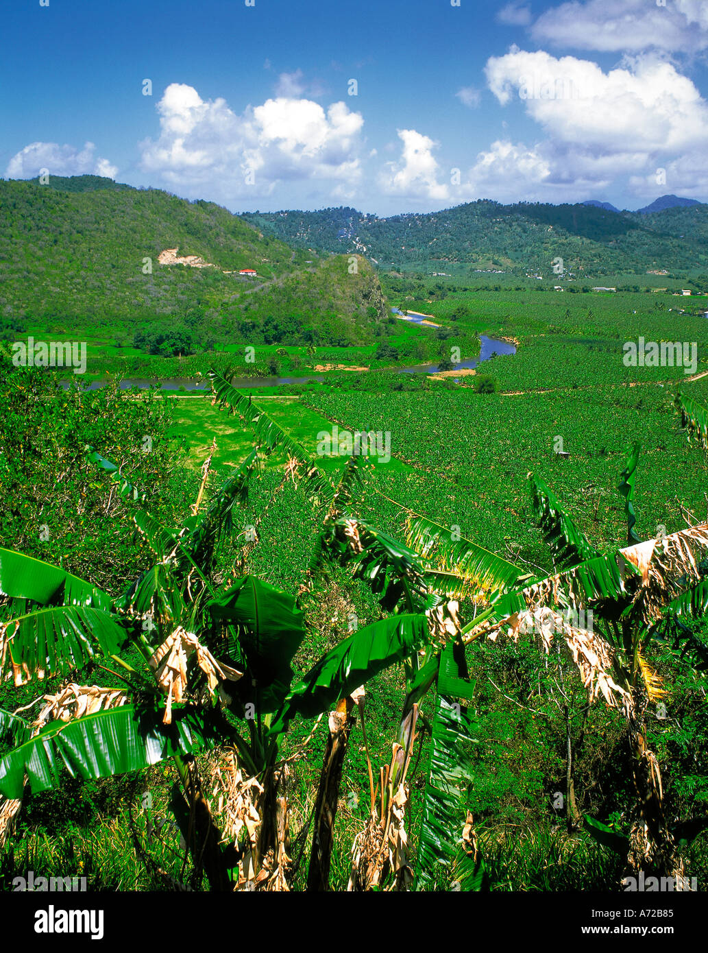 Piantagione di banane in St Lucia West Indies Foto Stock
