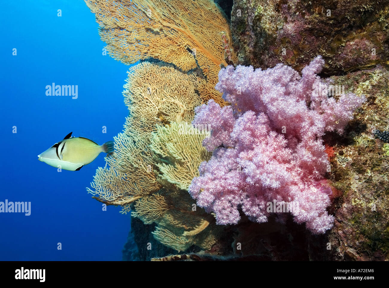 Pesci balestra nuotare vicino a una ventola di mare e rosa corallo morbido Foto Stock