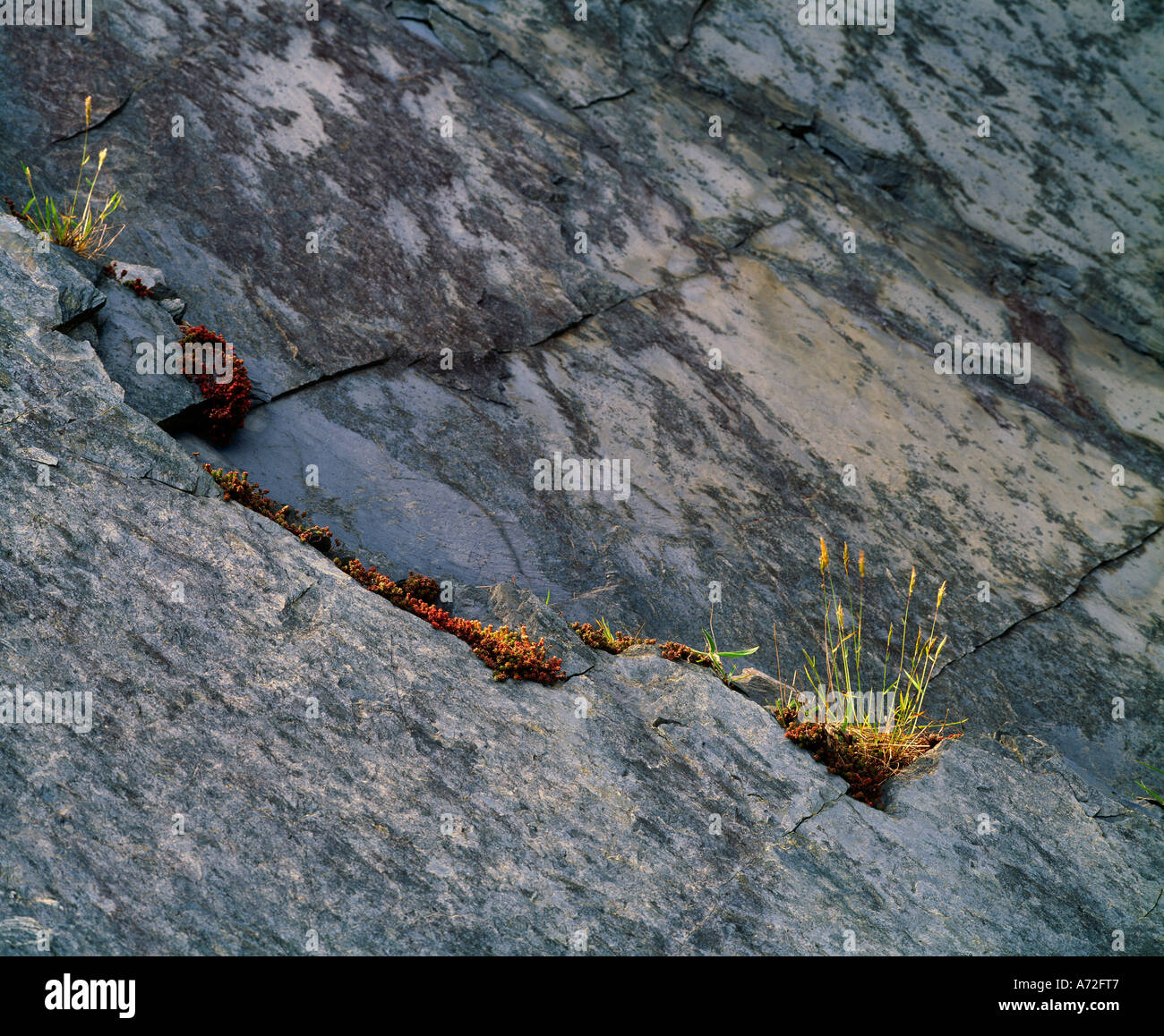 Licheni e graminacee su roccia Foto Stock