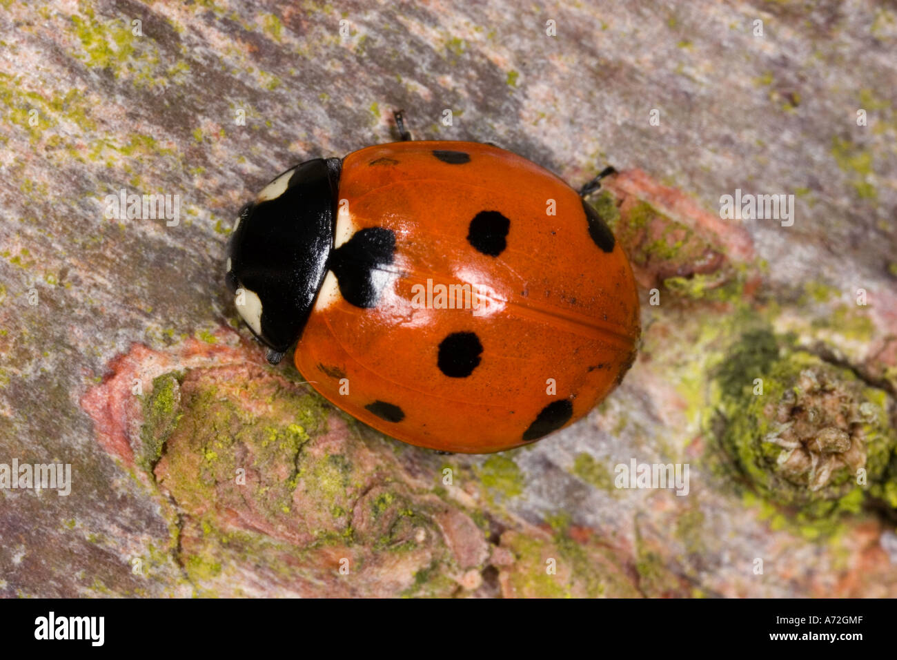 Sette spotted Coccinella Coccinella septempunctata sulla corteccia di pino potton bedfordshire Foto Stock