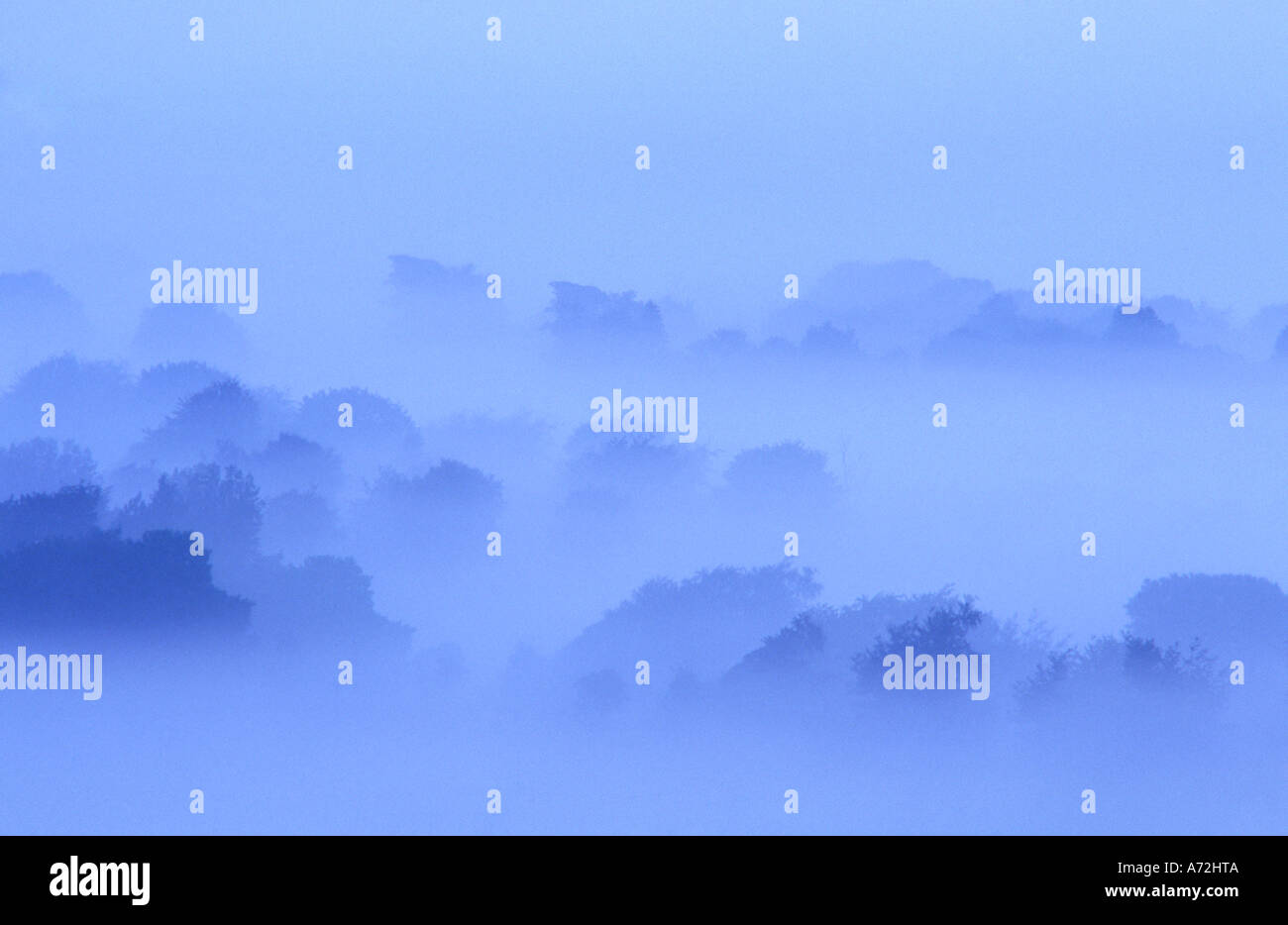 Early Morning mist tra alberi Foto Stock