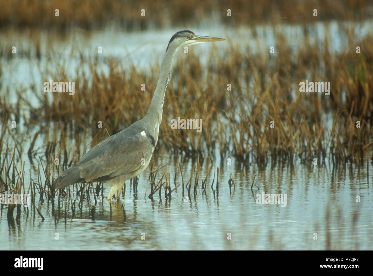 Airone cenerino guadare in acqua salmastra della Palude Salata in estuario Foto Stock