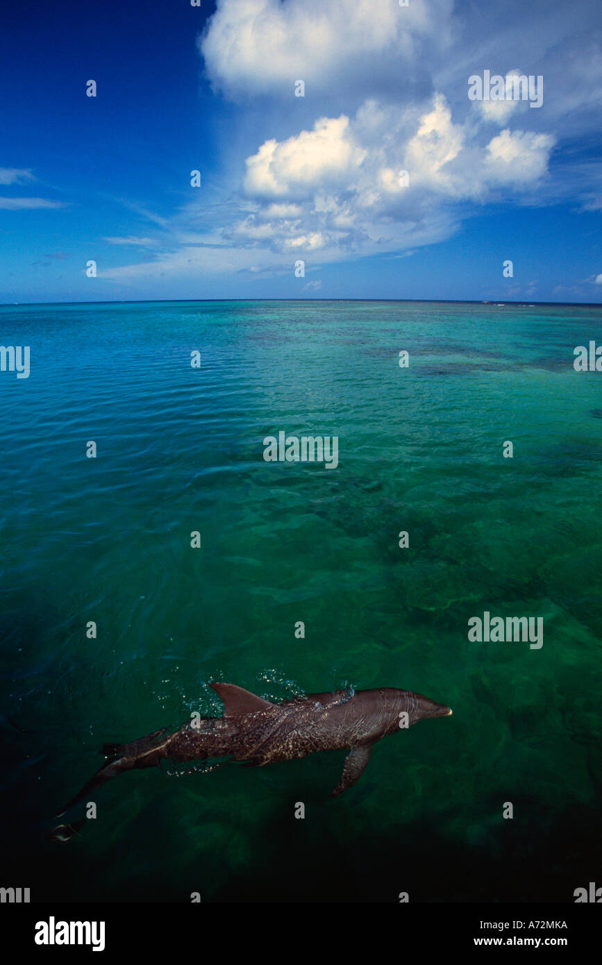 Il tursiope o delfino maggiore nuotano appena sotto la superficie dell'acqua mare dei Caraibi Foto Stock