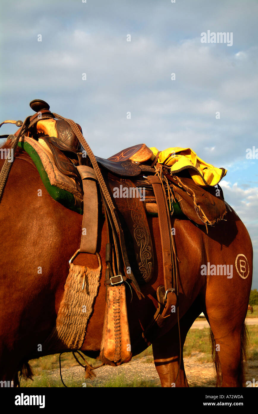 Il cavallo e la sella Foto Stock