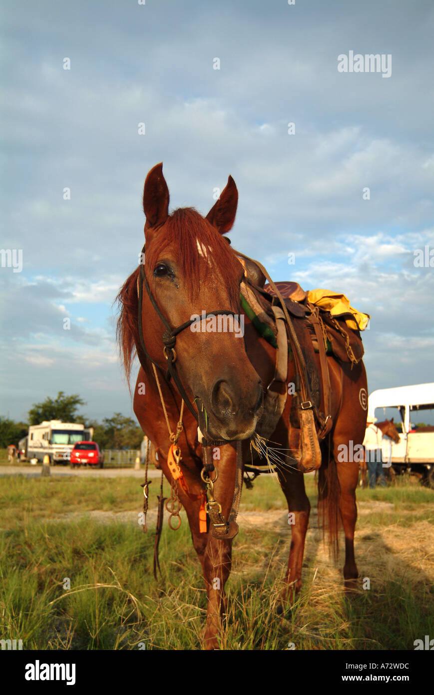 Il cavallo e la sella Foto Stock