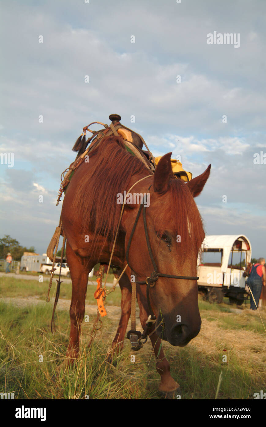 Il cavallo e la sella Foto Stock