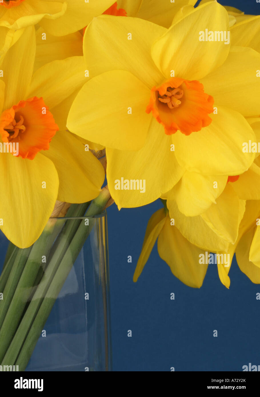 Narcisi Foto Stock