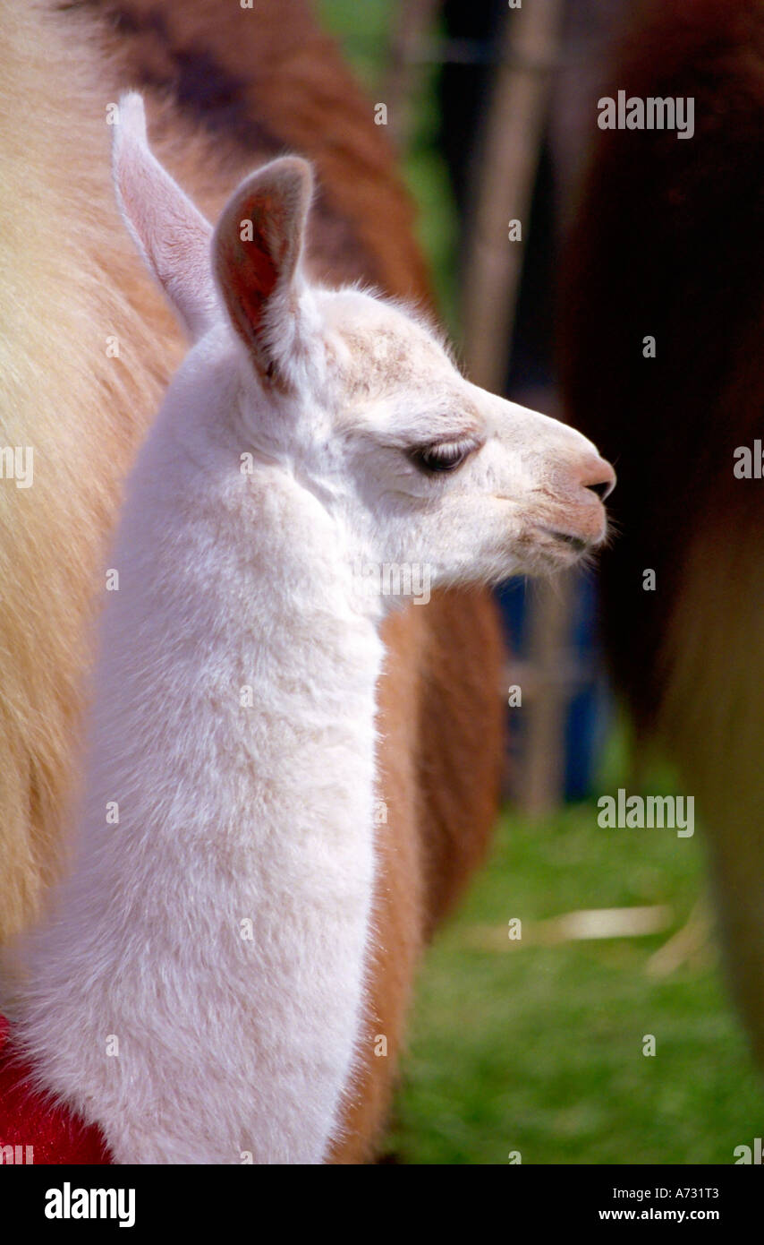 Giovani llama a un allevamento regionale mostra nel Sud Ovest Inghilterra Foto Stock
