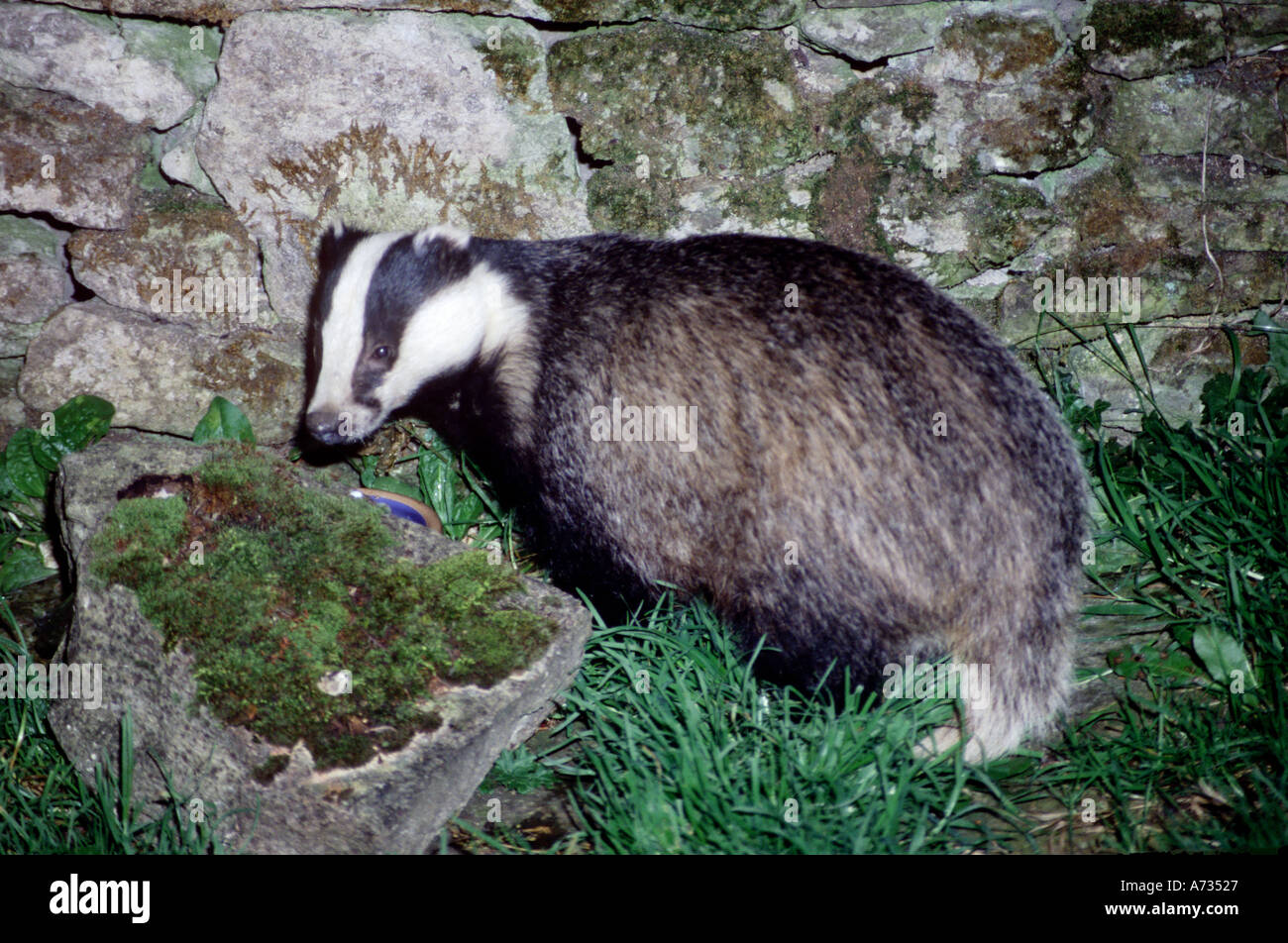 Un Badger all'aperto nel selvaggio Foto Stock