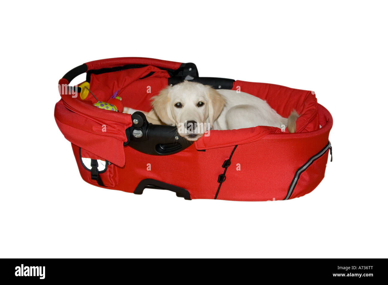 Il golden retriever puppy in un bambino carrycot Foto Stock