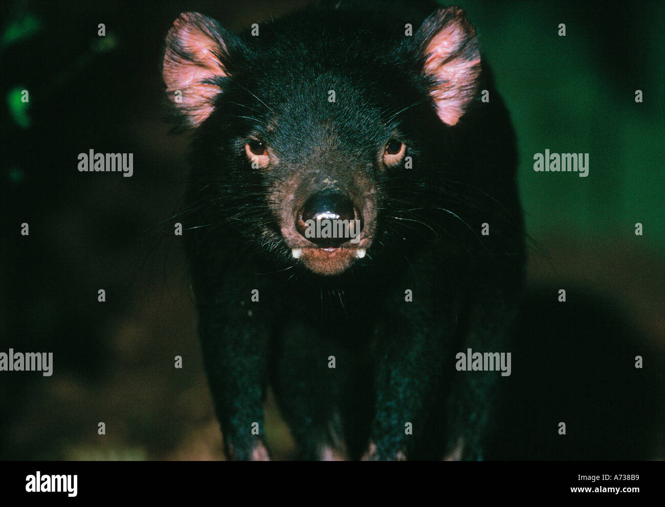 Diavolo della Tasmania Sarcophilus harrisii occhio per occhio Foto Stock