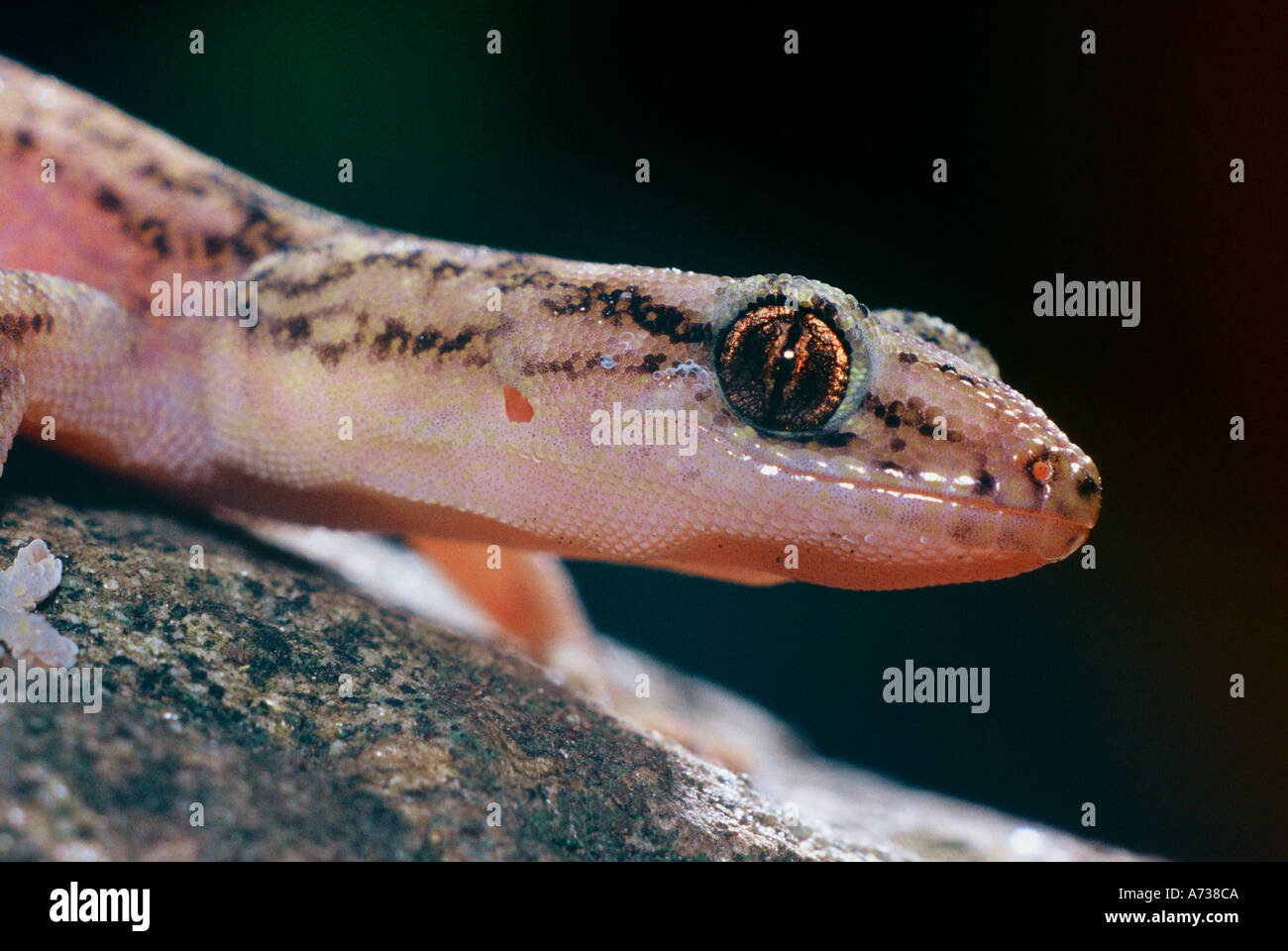 Gecko in marmo su roccia Australia Foto Stock