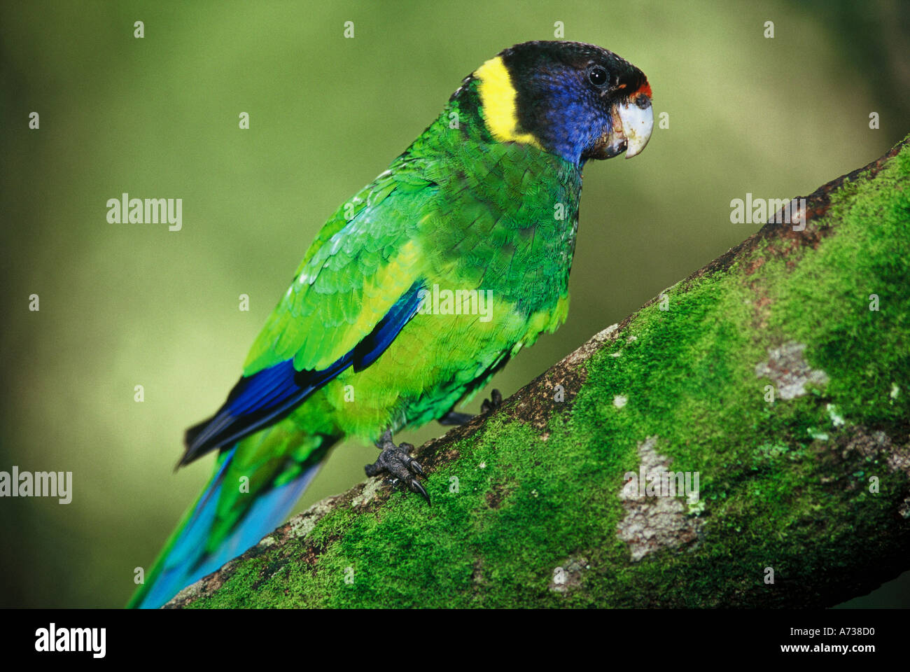 Western ringneck Port Lincoln parrot ventotto parrot Barnardius zonarius Warren Parco Nazionale di Australia Occidentale Foto Stock