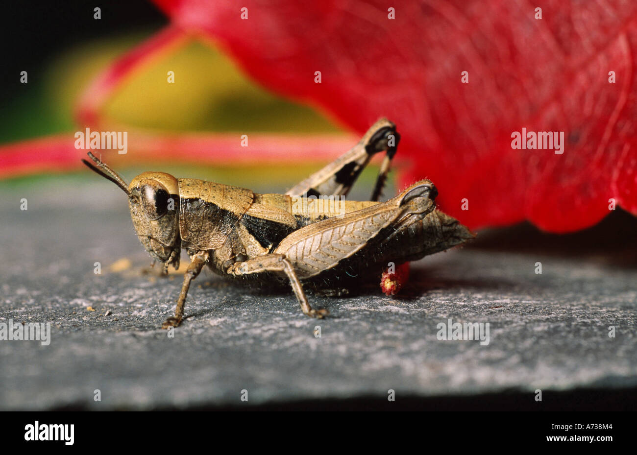 Grasshopper (Pezotettix giornae), seduto su di una pietra, laterali Foto Stock