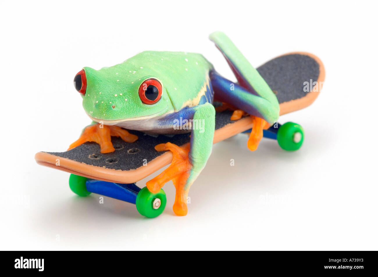 Rana su uno skateboard Foto Stock